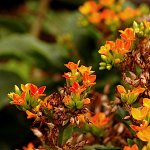 Městská flóra ve Funchalu